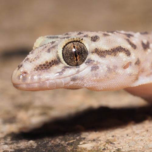 Mediterranean House Gecko