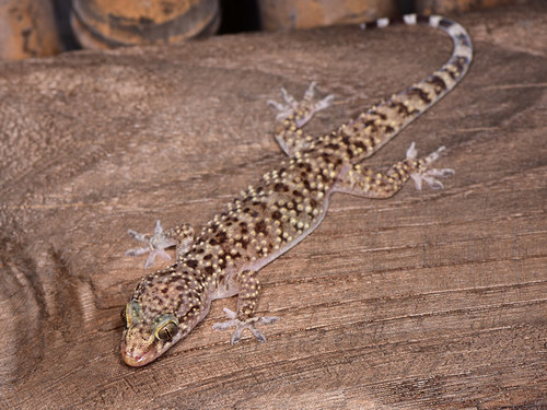Mediterranean House Gecko