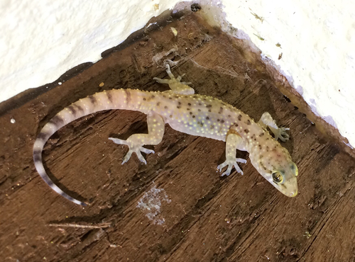Mediterranean House Gecko