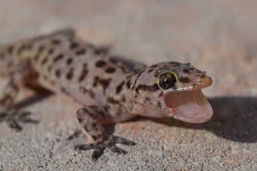Mediterranean House Gecko