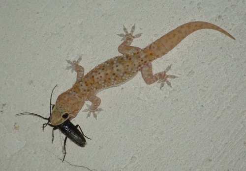 Mediterranean House Gecko