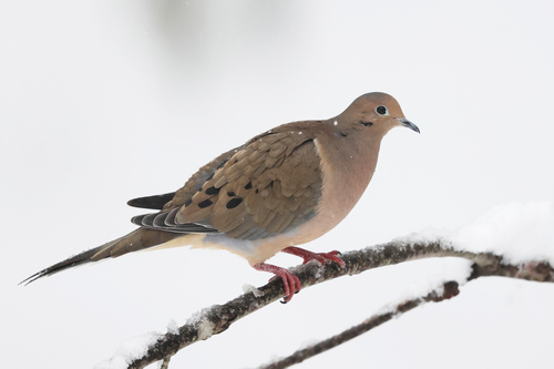 Mourning Dove