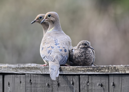 Mourning Dove