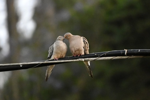 Mourning Dove