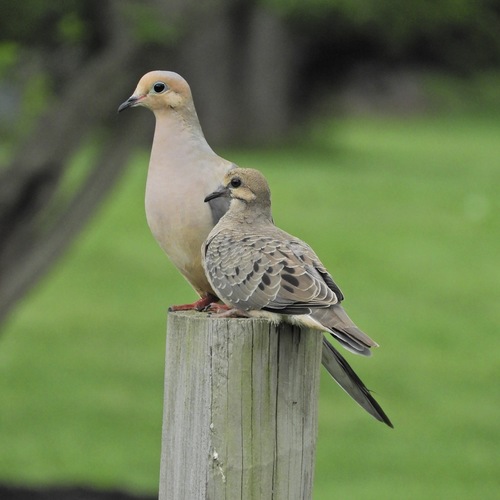 Mourning Dove