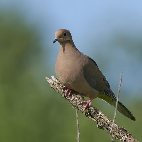 Mourning Dove