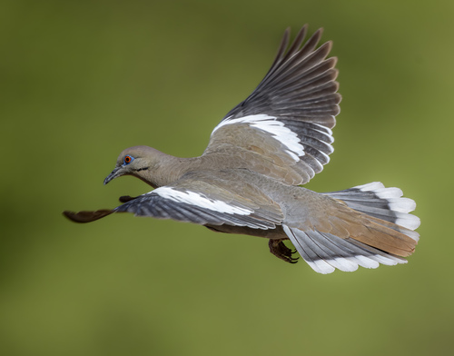 White-winged Dove