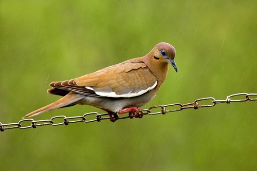 White-winged Dove