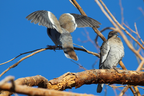 White-winged Dove