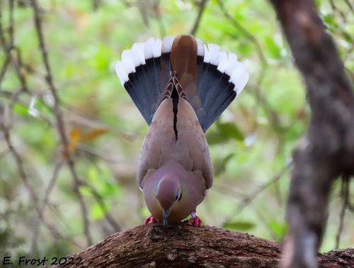White-winged Dove
