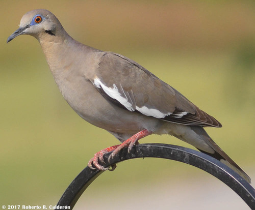 White-winged Dove