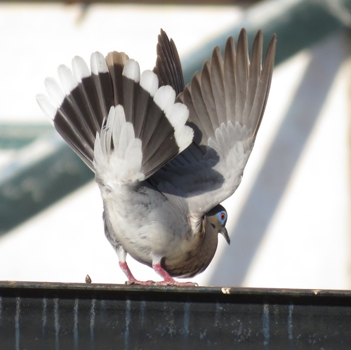 White-winged Dove