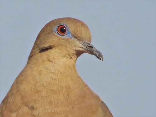 White-winged Dove
