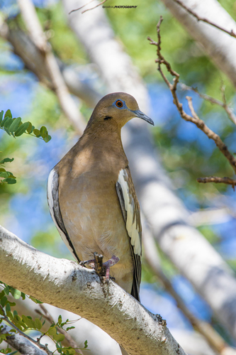 White-winged Dove