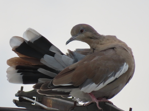 White-winged Dove