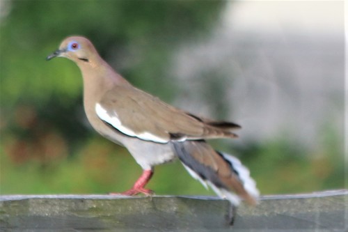 White-winged Dove