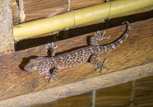 Tokay Gecko