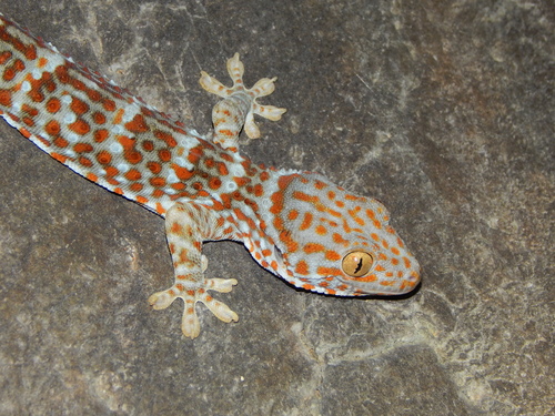 Tokay Gecko