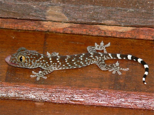 Tokay Gecko