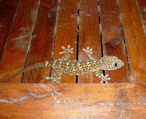 Tokay Gecko