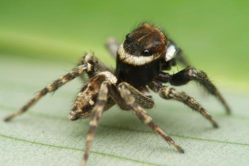 Adanson's House Jumper