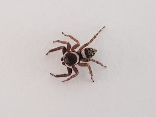 Adanson's House Jumper