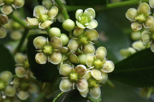 Japanese spindle tree