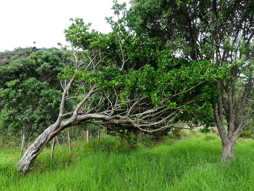 Japanese spindle tree