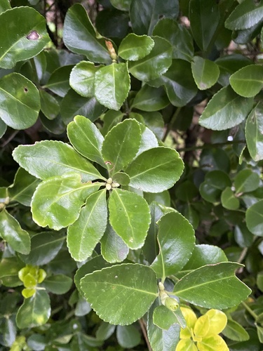 Japanese spindle tree
