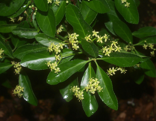 Japanese spindle tree
