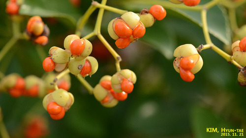 Japanese spindle tree