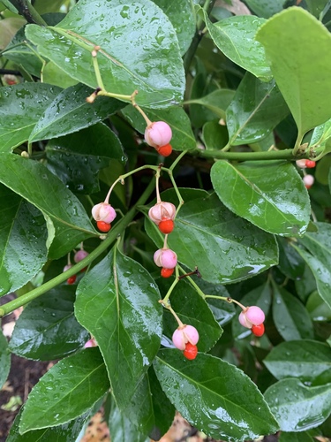 Japanese spindle tree