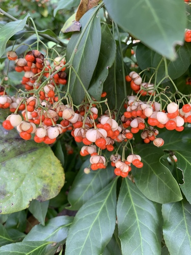 Japanese spindle tree