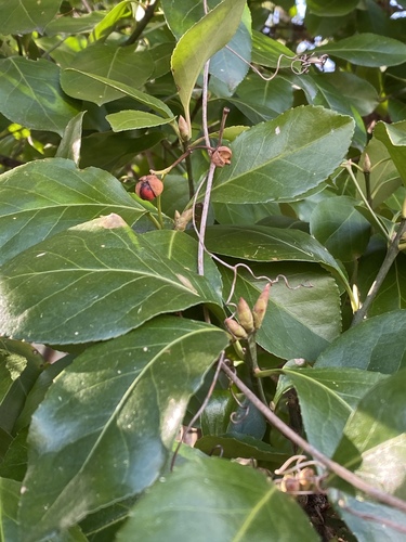 Japanese spindle tree