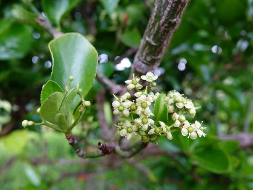 Japanese spindle tree