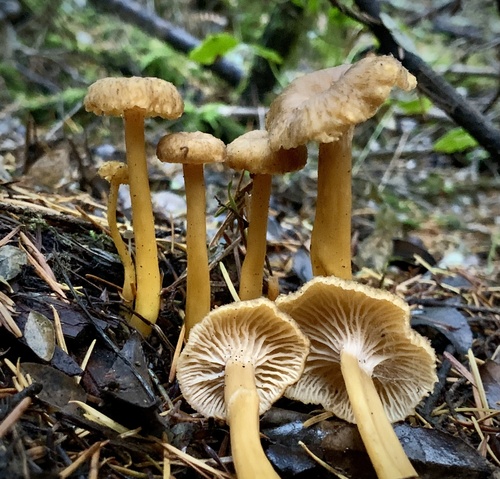 Yellowfoot