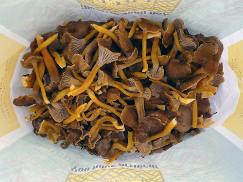 Yellowfoot