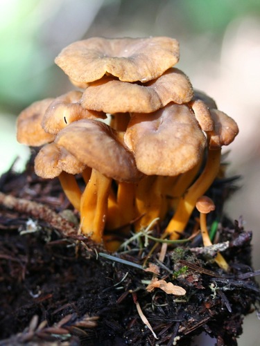 Yellowfoot
