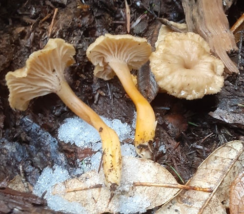 Yellowfoot