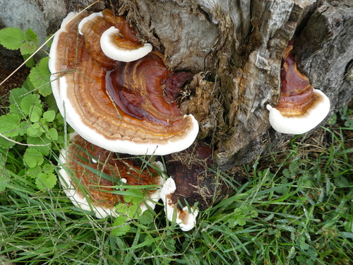 Ganoderma sessile
