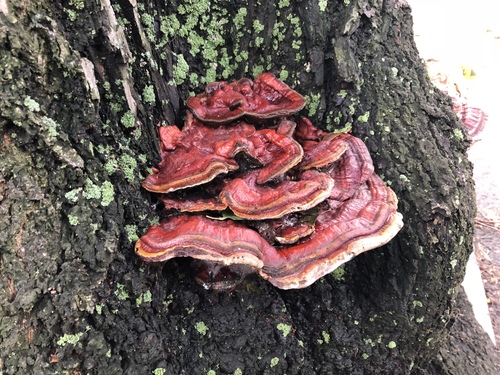 Ganoderma sessile