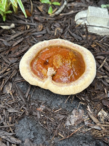 Ganoderma sessile