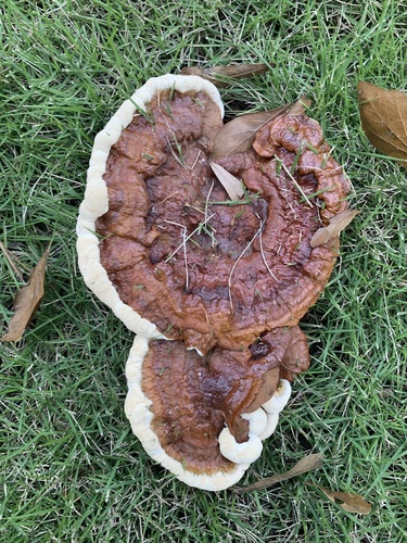 Ganoderma sessile