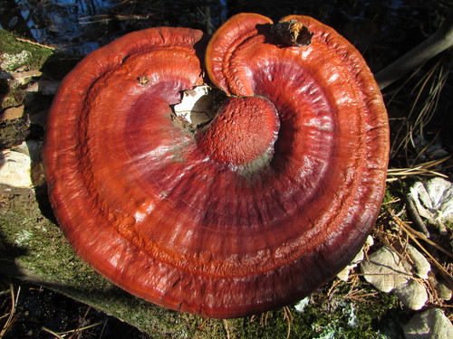 Ganoderma sessile