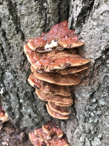 Ganoderma sessile