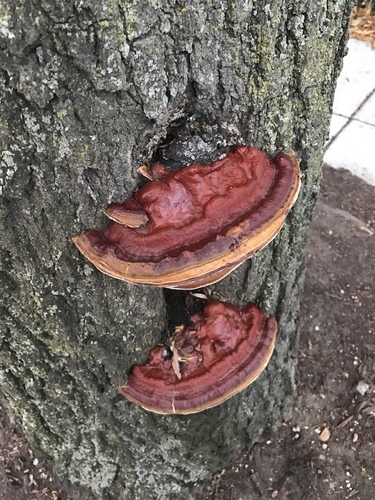 Ganoderma sessile