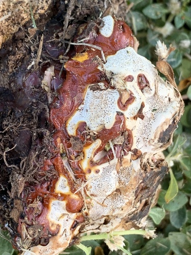 Ganoderma sessile