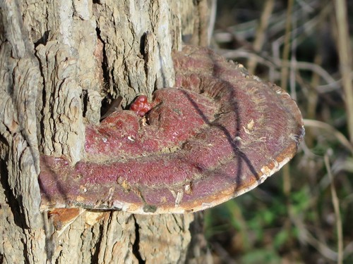 Ganoderma sessile