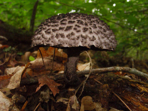 Old-man-of-the-woods