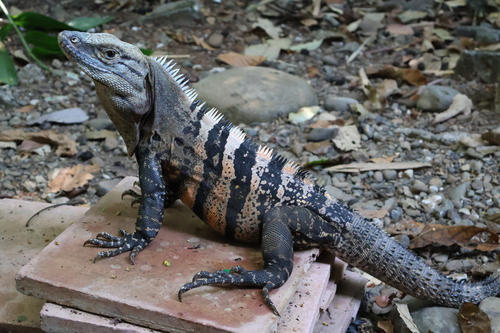 Black Spiny-tailed Iguana